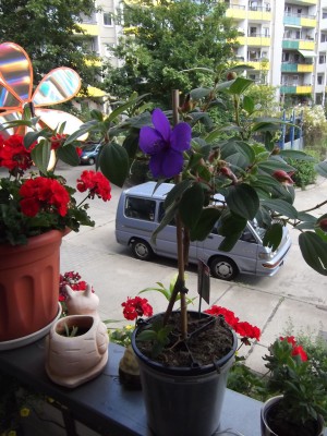 DSCF5940.JPG