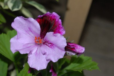 Pelargonium 015yy.jpg
