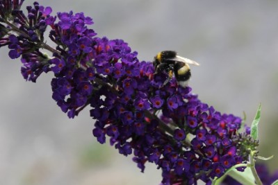 Erdhummel.JPG