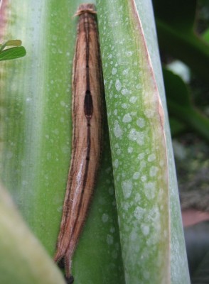 Green 7 096.jpg