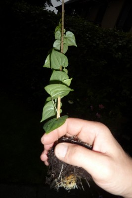 Umtopfen von Schildi.JPG