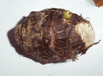 2012-08-14 - Pflanzen 018.jpg