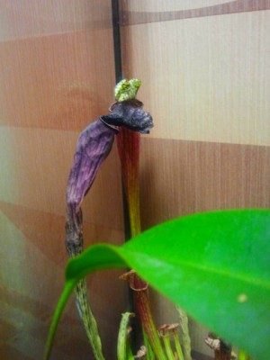 2012-08-15 01.31.18.jpg