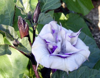 14.09.07 Daturablüten.JPG