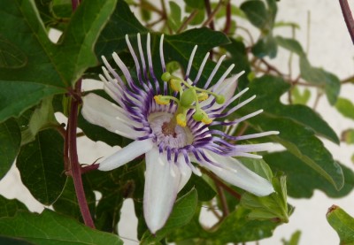 Passiflora karwinskii 2.jpg