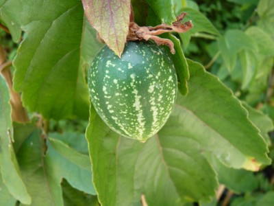 Frucht vitifolia 1.jpg