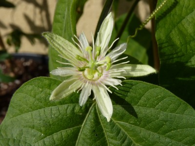 Passiflora capsularis VC.jpg