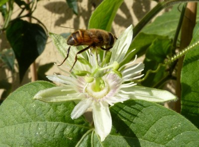 Passiflora capsularis VC mit Besuch.jpg
