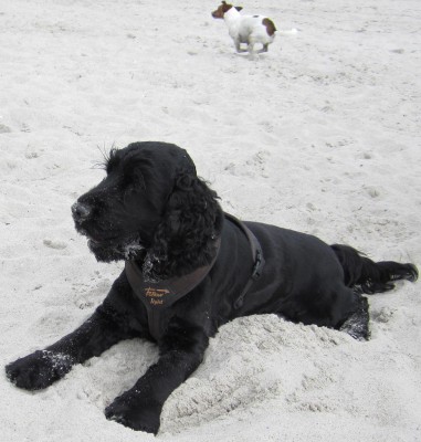 Finn macht Urlaub.jpg