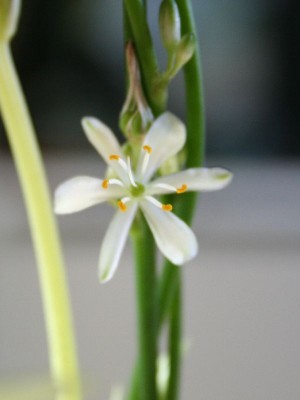 Grünliellie Blüte grün.jpg