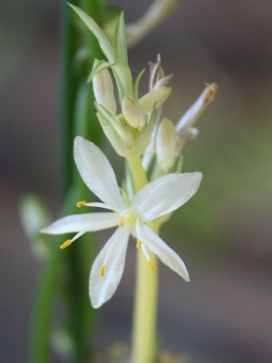 Grünliellie Blüte gelb.jpg