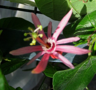 sanguinolenta.jpg