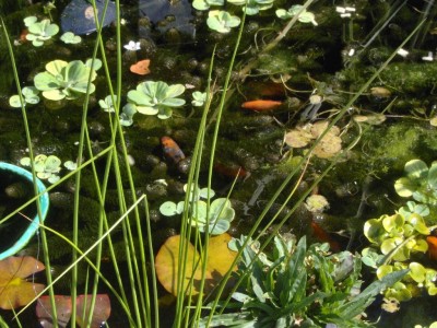 Fische im Teich.jpg