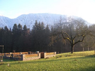 10. Dezemberapflebaum.jpg