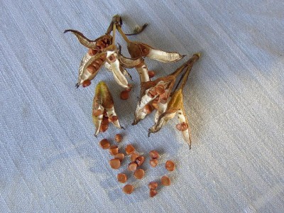 Wasserschwertlilie - Iris pseudacorus, Samen im September.JPG