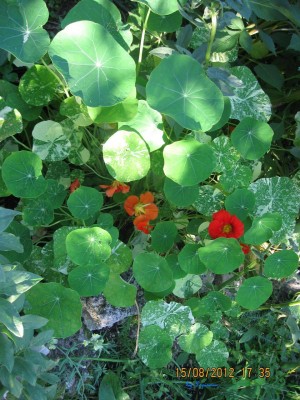 Garten 2012_2566.jpg