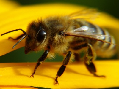Biene.jpg