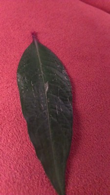 IMAG0737.jpg
