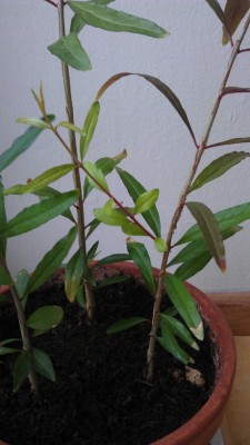 IMAG1135.jpg