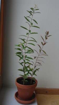 IMAG1120.jpg