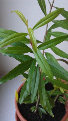IMAG1121.jpg