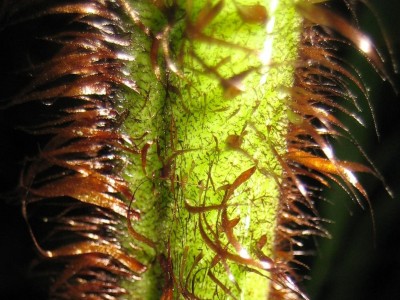 Green 7 348.jpg