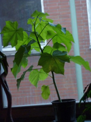 Jatropha curcas.jpg