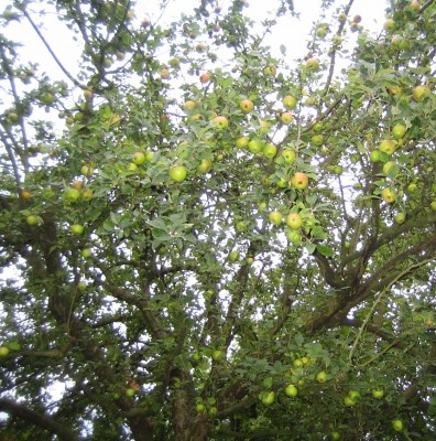 Green 7 338.jpg