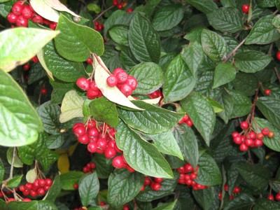 IMG_0037.JPG