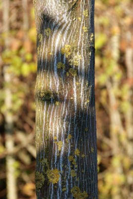 Rinde-Schlangnehaut-Ahorn.jpg