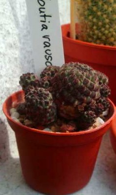 2012-08-17 15.19.13.jpg