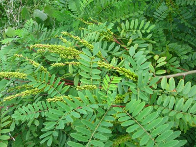 IMG_3697.jpg