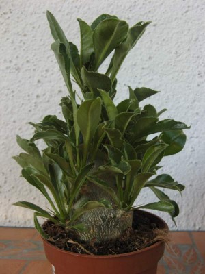 Pachypodium saundersii 02.JPG