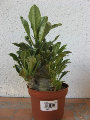 Pachypodium saundersii 01.JPG