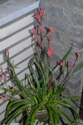 Anigozanthos 003yy.jpg