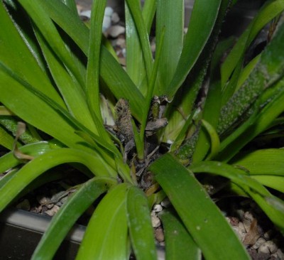 Anigozanthos 006yy.jpg