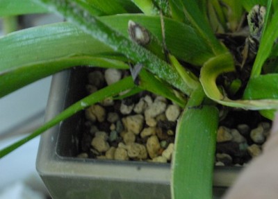 Anigozanthos 004yy.jpg