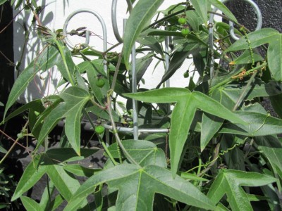 K1024_IMG_1400.JPG