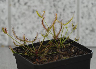 dsc_9246_Drosera_binata.jpg