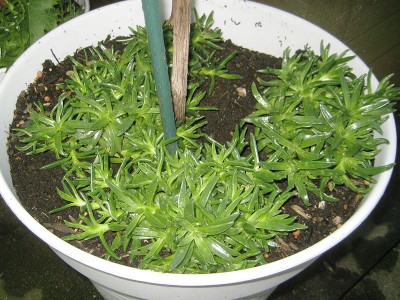 120819_sukkulenteUntermieter_1.jpg