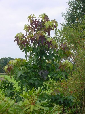 Amberbaum.jpg