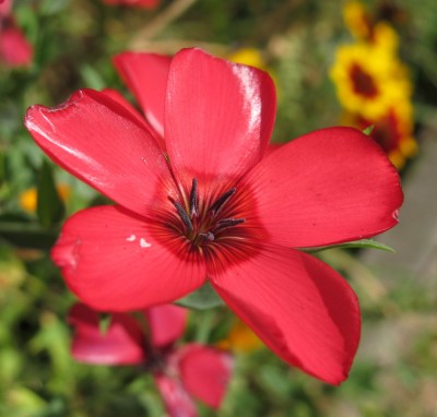 Linum1.jpg