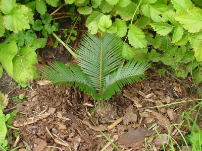 Cycas 0907.jpg