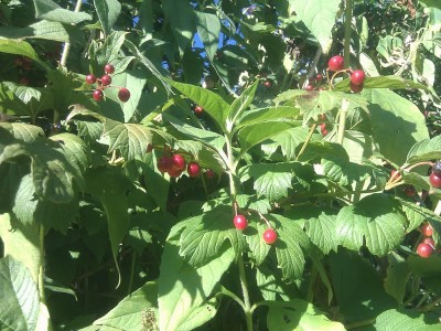 beeren.jpg