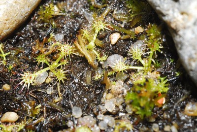 dsc_9258_D_rotundifolia.jpg
