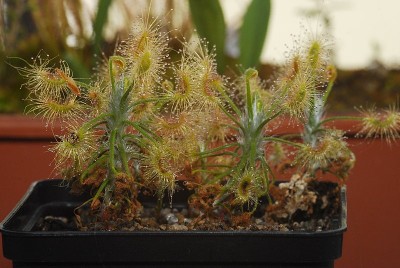 dsc_9259_D_scorpioides.jpg