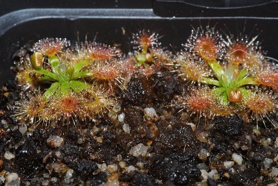 dsc_9261_D_pulchella.jpg