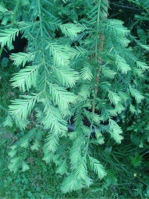 sequoia4.jpg