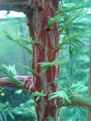 sequoia3.jpg