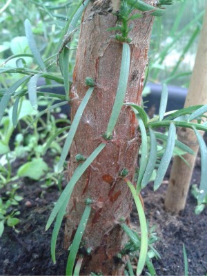 sequoia2.jpg